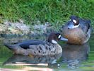 Bronze-Winged Duck (WWT Slimbridge September 2013) - pic by Nigel Key